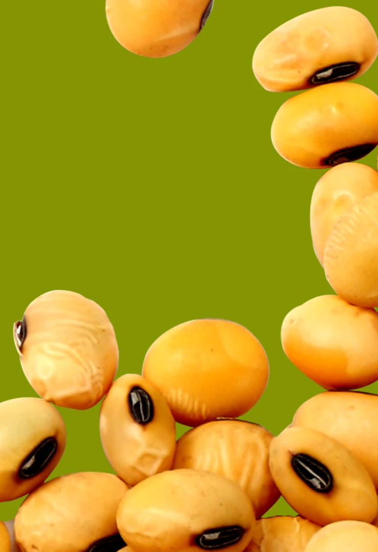 LECITHIN